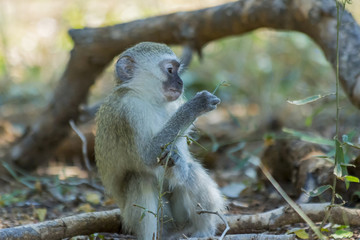 Innocent baby vervet monkey playing with a plant in the bush