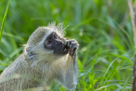 Vervet monkey sitting on green grass eating and showing teeth