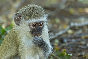 Innocent baby vervet monkey eating a seed in the bush