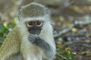Innocent baby vervet monkey gazing into the camera