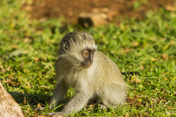 Baby vervet monkey foraging in the grass and dirt
