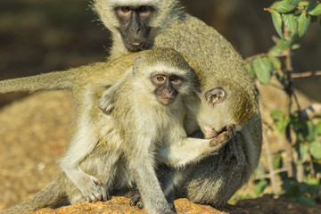 Naklejka na ściany i meble Vervet monkeys playing and biting each other in the bush