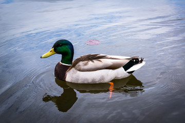 Mallard duck in the lake, at Patterson Park, Baltimore, Maryland