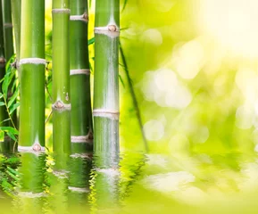 Papier Peint photo Lavable Bambou Bambou nature verte avec la lumière du soleil pour le fond