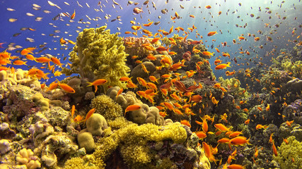 Naklejka na ściany i meble .Tropical Fish on Vibrant Coral Reef