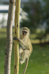 Baby vervet monkey climbing a wooden pole and looking at camera