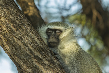 Big sleepy vervet monkey in a tree in late afternoon sun