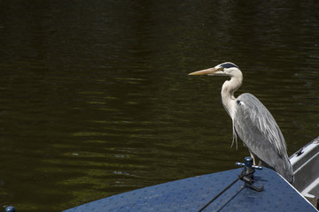 Gray crane is on the boat with green water as background