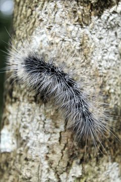 Cute caterpillar (worm) selective focus