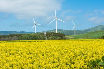 絶景、菜の花と風車/ 限りなく広がる菜の花畑の向こうに風力発電の風車が見えます