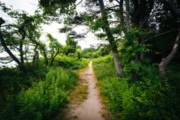 Fototapeta na wymiar Narrow trail at Odiorne Point State Park, in Rye, New Hampshire.
