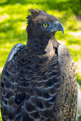 Close up portrait of martial eagle