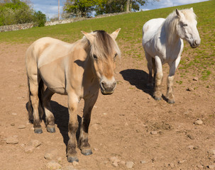 Dun cream coloured pony with his white friend