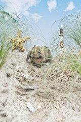 Kaninchen in den Dünen