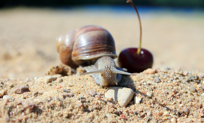 улитка на камне