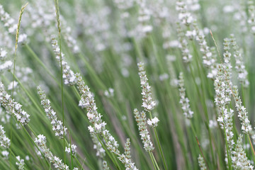 White lavender flowers