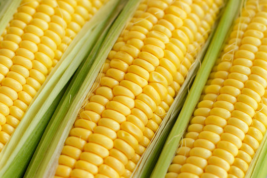 Fresh corn with leaves