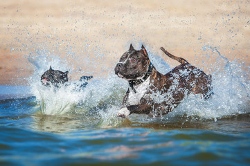 American staffordshire terrier dogs jumps into the water