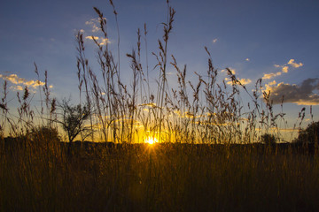 Obraz premium Sun shining through blades of grass at sunset