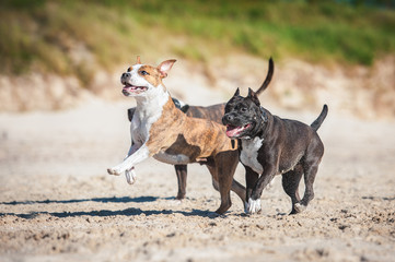 Group of american staffordshire terrier dogs playing on the beach
