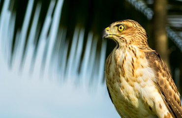 Hawks on nature background