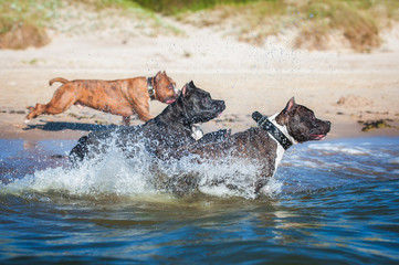 Group of american staffordshire terrier dogs playing on the beach