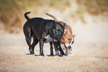 Two american staffordshire terrier dogs playing with a stick on the beach