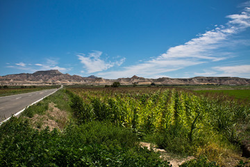 field of corn in blue sky in the entry of stone desert bardenas, north spain © Barbara C