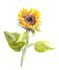 Watercolor hand painted sunflower flower