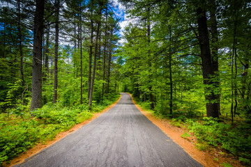 Fototapeta premium Road through a forest at Bear Brook State Park, New Hampshire.