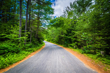 Obraz premium Road through a forest at Bear Brook State Park, New Hampshire.