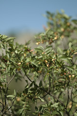Fototapeta na wymiar pear tree