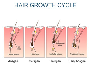 Hair growth cycle labelled illustration - 115611016