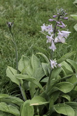 Obraz premium Lilac bloom of hosta flower in the garden, Sofia, Bulgaria 