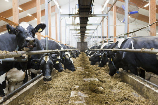 Cows grazing in dairy farm