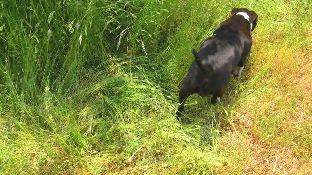 Happy Black - White Staffordshire Bull Terrier