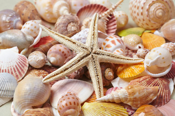 nice shells