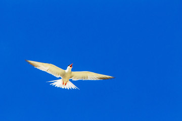 Gull Cormorant in the blue sunny sky background
