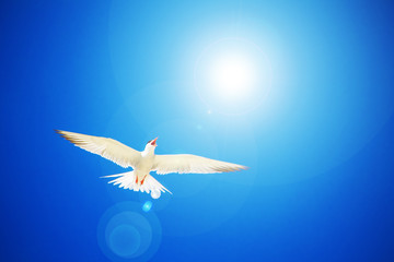 Gull Cormorant in the blue sunny sky background