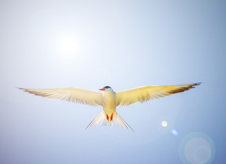 Gull Cormorant in the blue sunny sky background