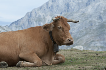 Fototapeta na wymiar sitting cow