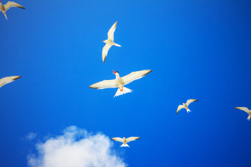 Gull Cormorant in the blue sunny sky background