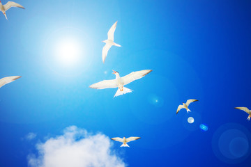 Gull Cormorant in the blue sunny sky background