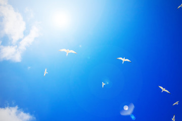 Gull Cormorant in the blue sunny sky background