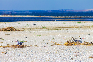 gull eggs hatch in nests on beach, wildlife nature background