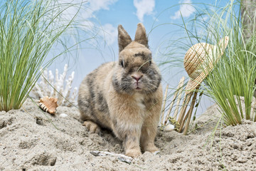 Kaninchen in den Dünen