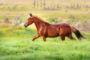 Red mare trotting in field