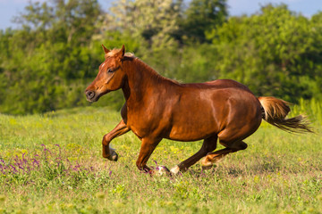 Red horse run gallop