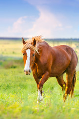 Beautiful red horse with long blond mane in spring field with yellow flowers against dark storm sky