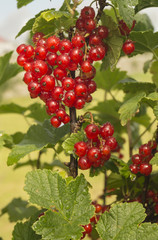 Red currant on branch